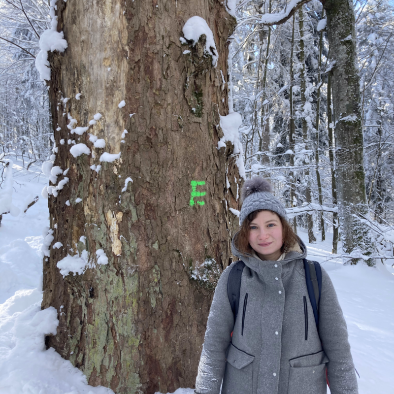Gosek-Popiołek walczy z wycinką starych drzew w Bieszczadach